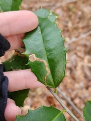 Phytomyza ilicicola