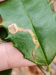 Phytomyza ilicicola