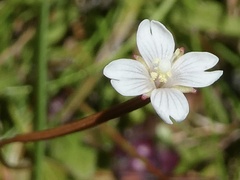 Epilobium brunnescens