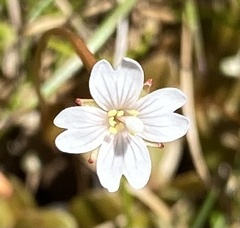 Epilobium brunnescens