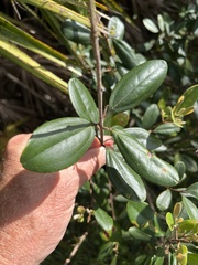 Rhodomyrtus tomentosa