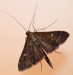 Dolicharthria punctalis