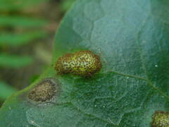 Puccinia asarina