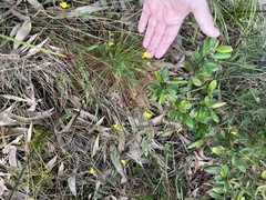 Crotalaria rotundifolia