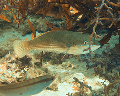 Stethojulis strigiventer