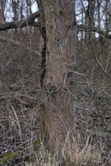 Ulmus laevis
