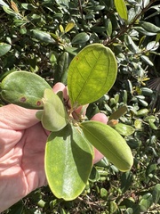 Rhodomyrtus tomentosa