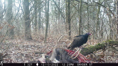 Turkey Vulture photographed in Kentucky