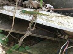 Anolis trinitatis