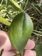 Rhodomyrtus tomentosa