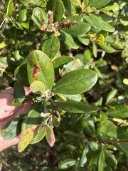 Rhodomyrtus tomentosa