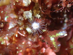 Ectopleura marina