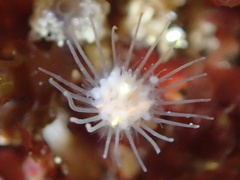 Ectopleura marina