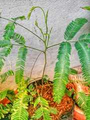 Albizia niopoides