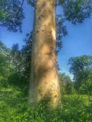 Albizia niopoides