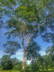Albizia niopoides