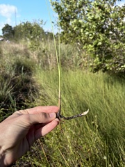 Paspalum monostachyum