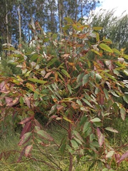 Eucalyptus botryoides