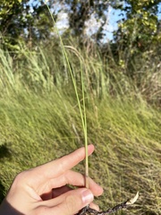 Paspalum monostachyum