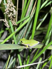 Litoria fallax