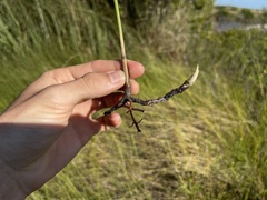 Paspalum monostachyum