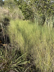 Paspalum monostachyum