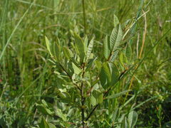 Salix myrtilloides
