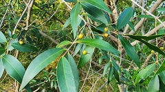 Blepharocalyx salicifolius