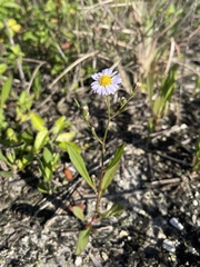 Symphyotrichum simmondsii