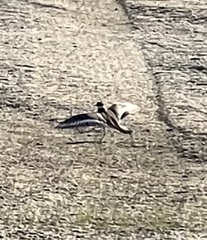 Charadrius vociferus