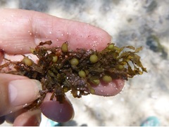 Sargassum polycystum