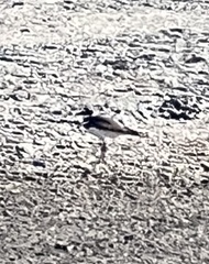 Charadrius vociferus