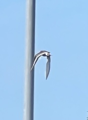 Charadrius vociferus