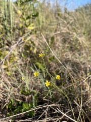 Linum arenicola