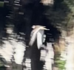 Charadrius vociferus