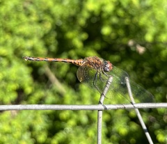 Trithemis werneri