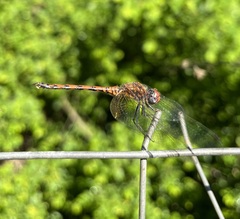 Trithemis werneri
