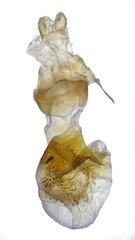 Eupithecia sheppardata