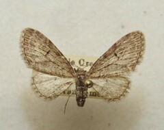 Eupithecia sheppardata