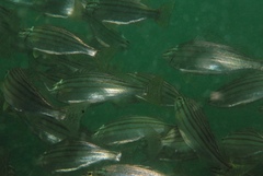 Helotes octolineatus