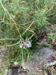 Grevillea linearifolia