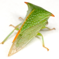 Stictolobus arcuatus