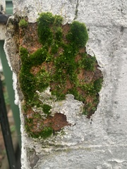 Ptychostomum capillare