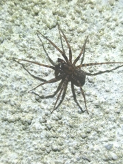 Tegenaria ferruginea