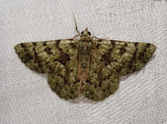 Aeolochroma hypochromaria