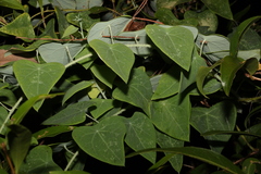 Echinostephia aculeata