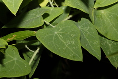 Echinostephia aculeata