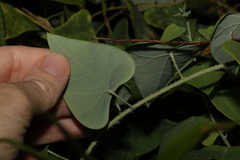 Echinostephia aculeata