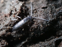 Tomocerus minor