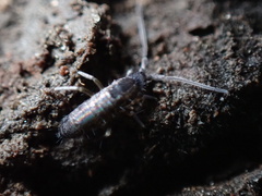 Tomocerus minor
